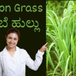 Lemon Grass Nimbe Hullu1