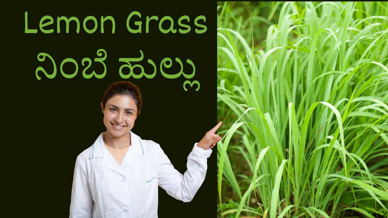 Lemon Grass Nimbe Hullu1